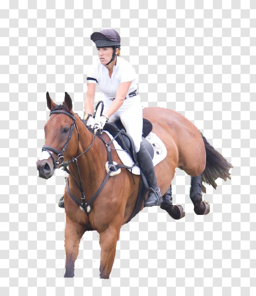 Hunt Seat Hobby Farm Horse Rein - Loveliness Transparent PNG