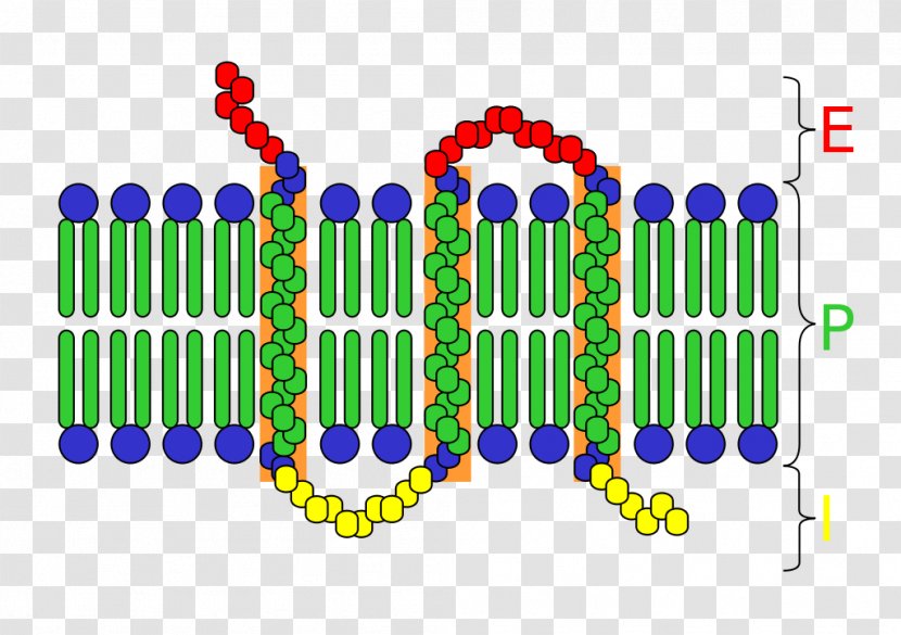 Cell Surface Receptor Transmembrane Protein Integral Membrane - Signal Transduction - Biochemistry Transparent PNG