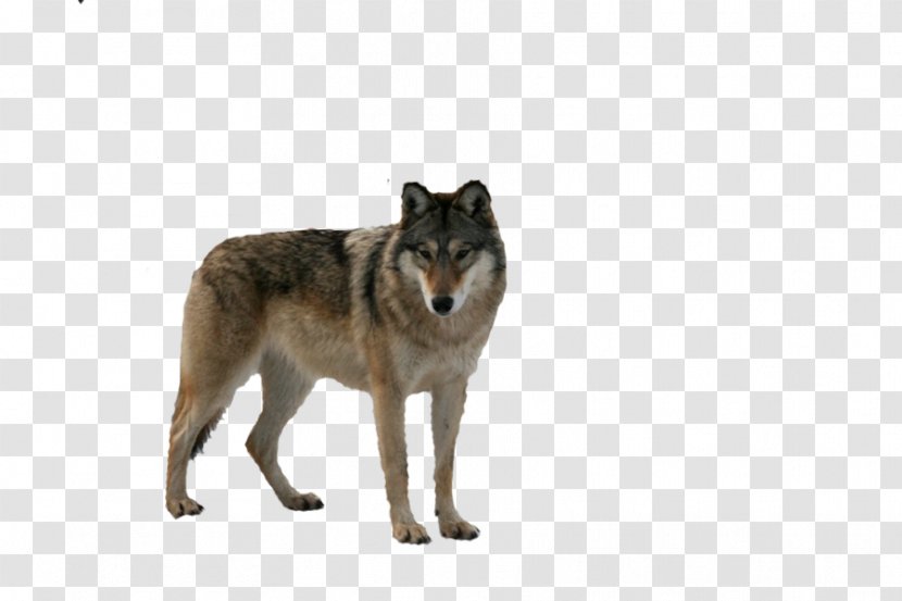 Gray Wolf Food Chain DeviantArt - Animal Transparent PNG