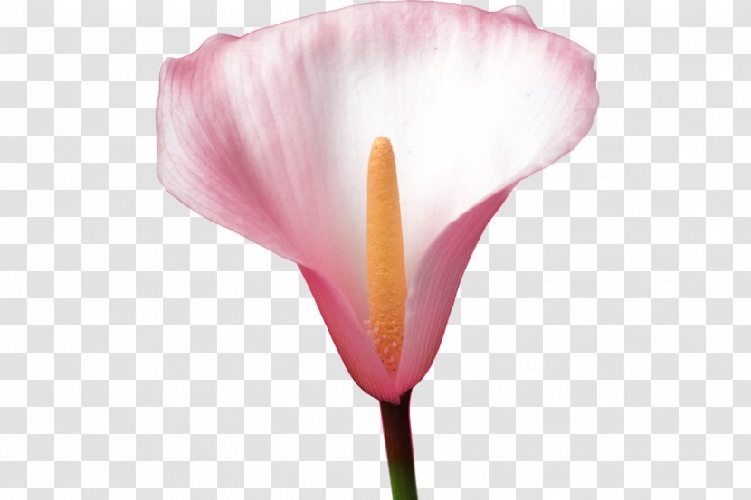 Flower Petal Rosaceae Tulip Plant Stem - Callalily Transparent PNG
