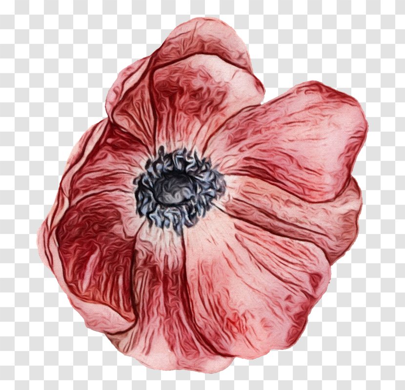 Drawing Of Family - Petal - Coquelicot Poppy Transparent PNG