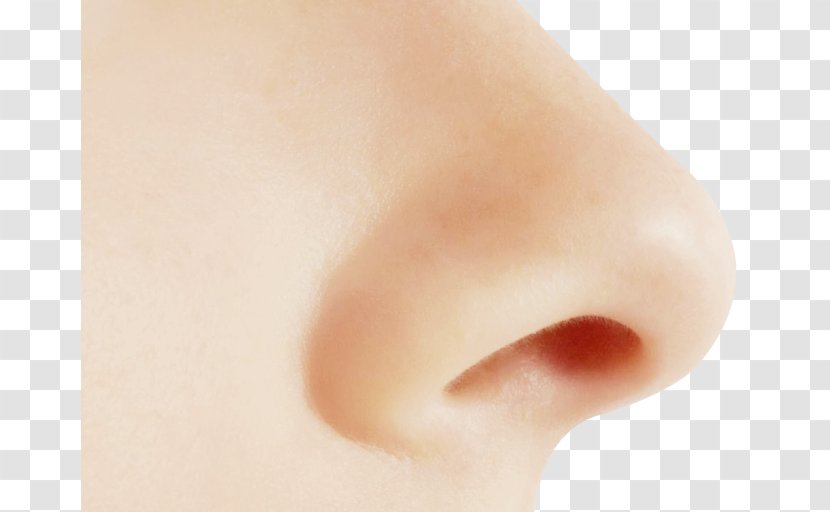 Nose - Heart - Human Transparent PNG