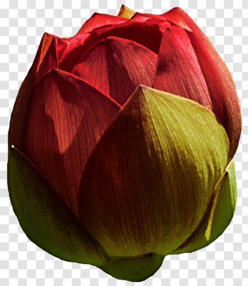 Petal Sacred Lotus Bud Clip Art Flower - Plant Transparent PNG