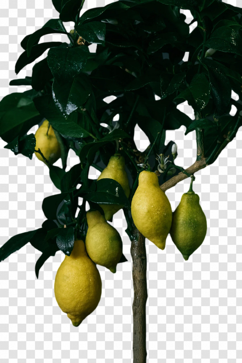 Fruit Tree Transparent PNG