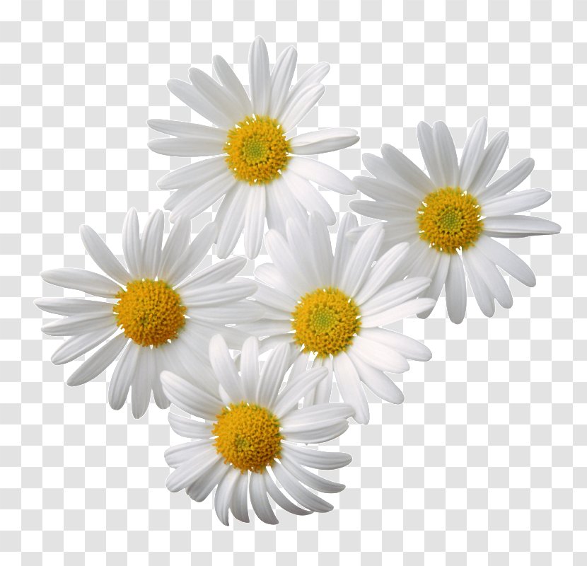 Desktop Wallpaper Clip Art - Chrysanths - Chamomile Transparent PNG