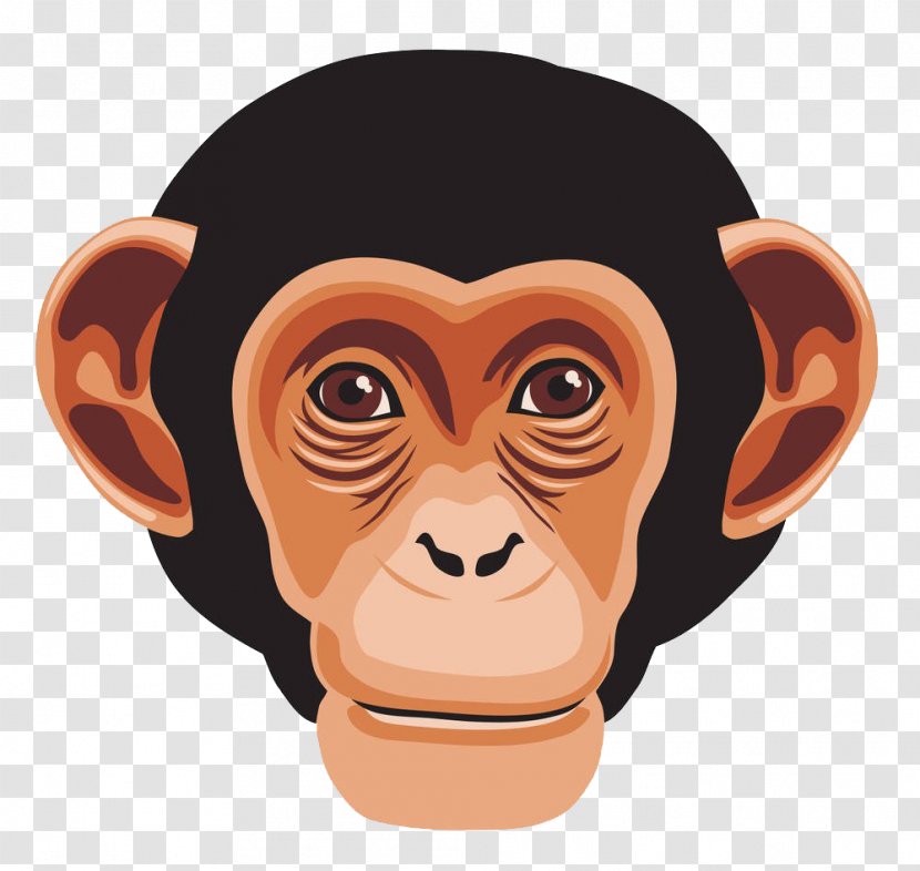 Chimpanzee Ape Primate Monkey - Ear - Gorilla Transparent PNG