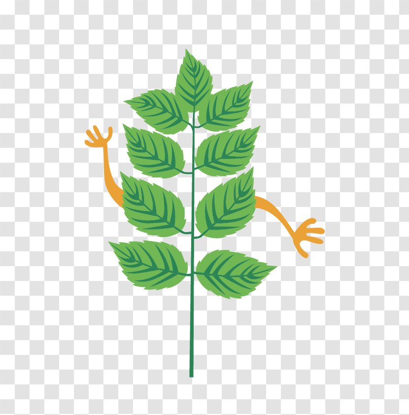 Leaf Plant Stem Line Tree Clip Art Transparent PNG
