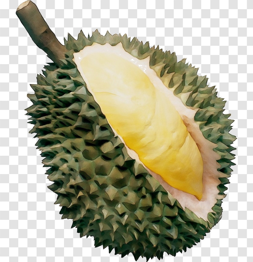 Durian Fruit Plant Food Artocarpus Transparent PNG