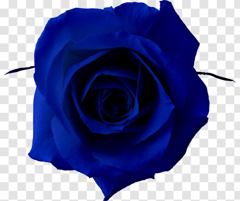 Blue Rose Clip Art Transparent PNG