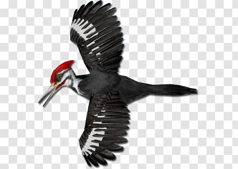 Pileated Woodpecker Piciformes - Feather - Bird Transparent PNG