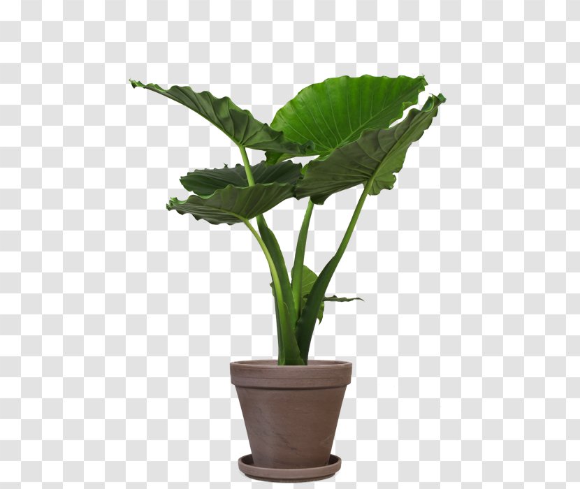 Houseplant Flowerpot Alocasia Leaf Rubber Fig - Herb Transparent PNG