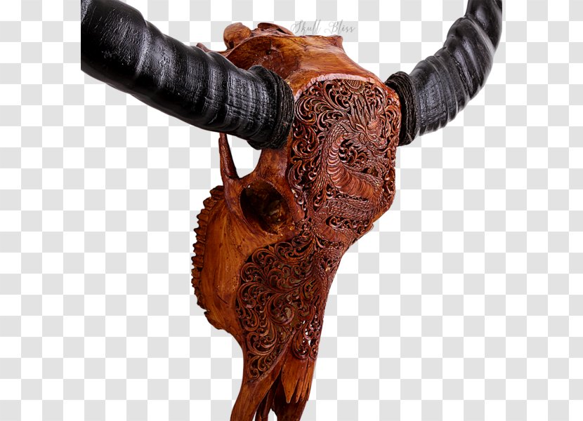 Bison Antiquus Horn Skull Cattle Animal - Com - Buffalo Transparent PNG