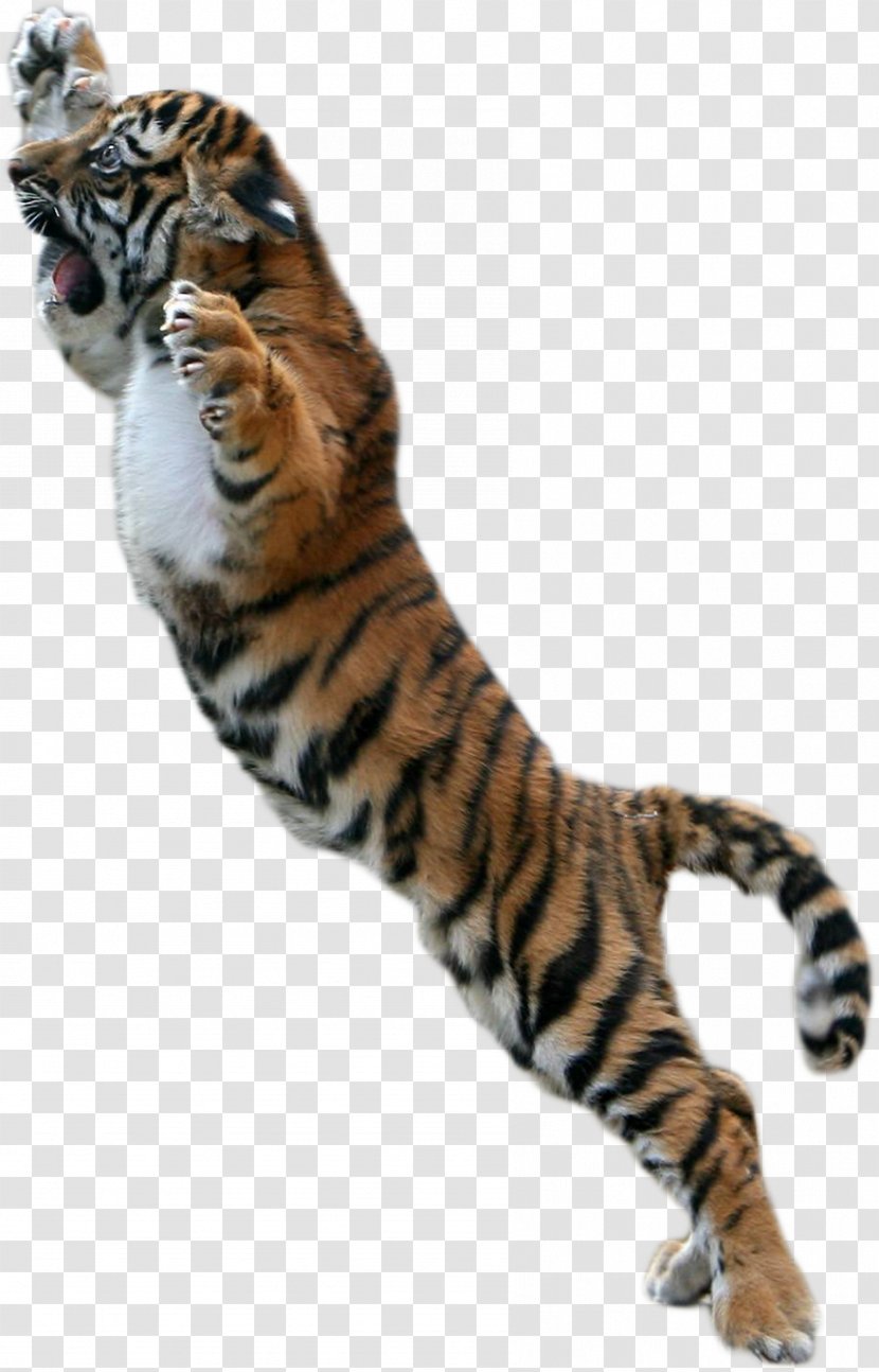 Bengal Tiger Cat White - Small To Medium Sized Cats Transparent PNG