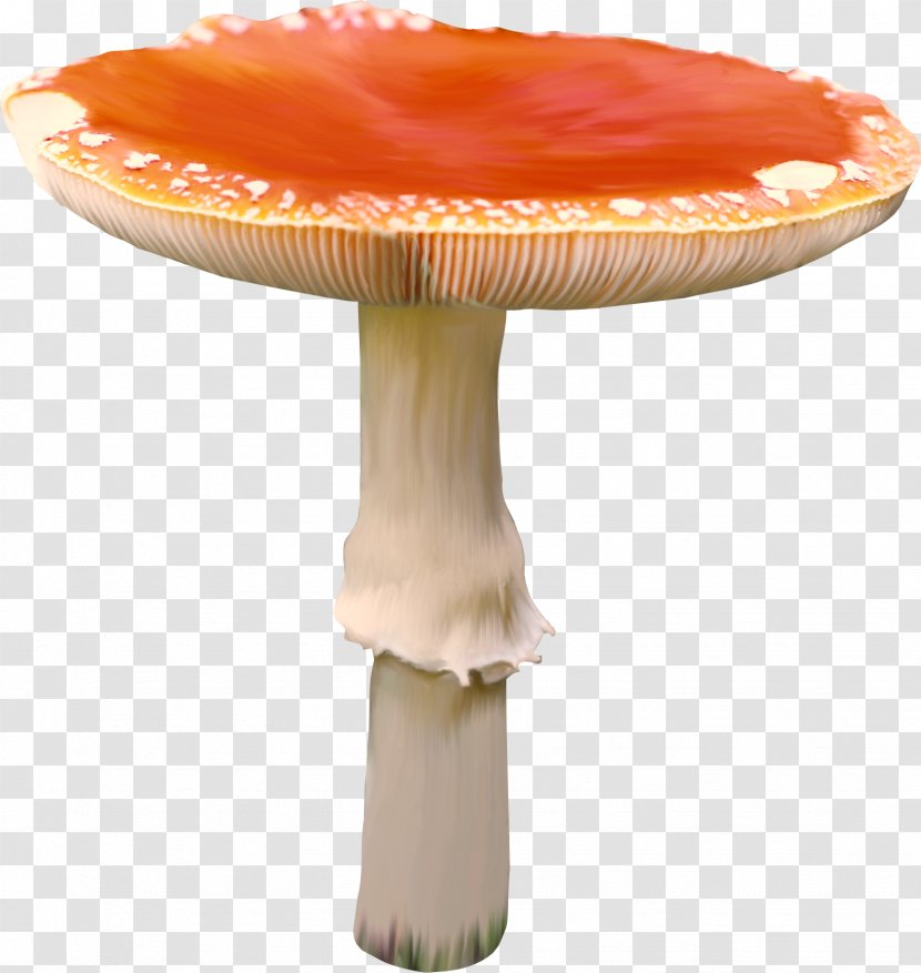 Fungus Mushroom Collage Clip Art - Album Transparent PNG