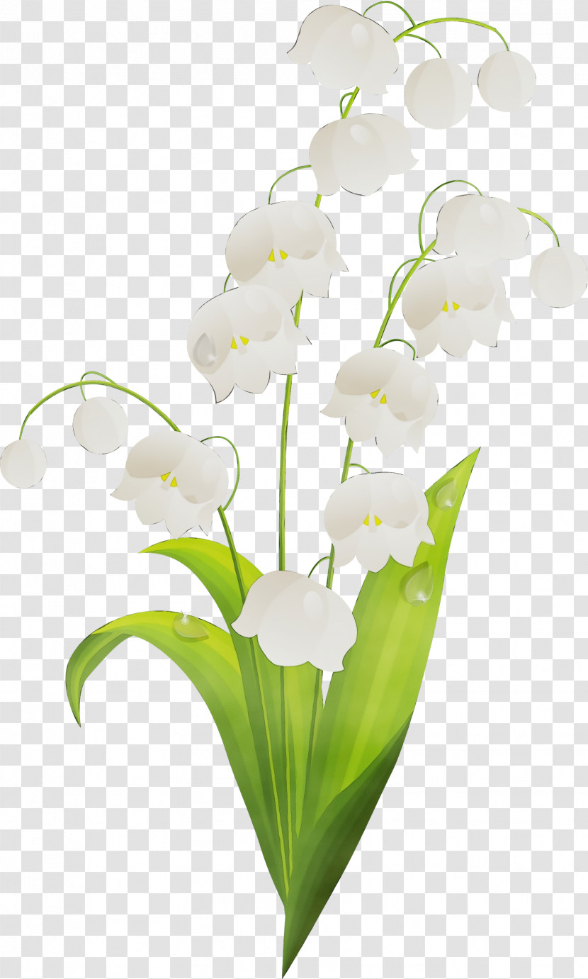 Flower Plant Lily Of The Valley Petal Terrestrial Plant Transparent PNG