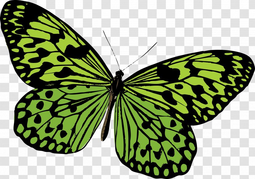 Monarch Butterfly Pieridae Moth - Insect - Green Painted Vector Transparent PNG