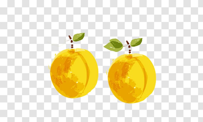 Apricot Citron Tangerine - Citric Acid - Watercolor Yellow Transparent PNG