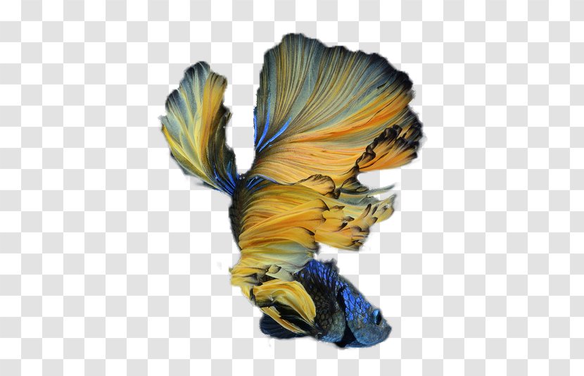 Siamese Fighting Fish - Moths And Butterflies - Betta Transparent PNG