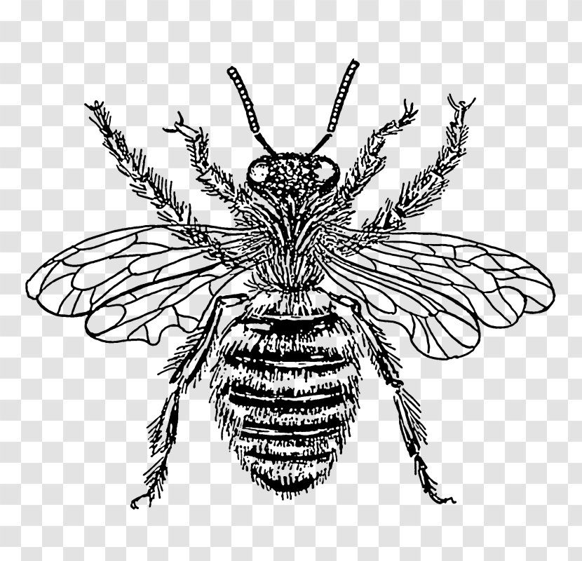European Dark Bee Insect Clip Art Black And White - Line Transparent PNG