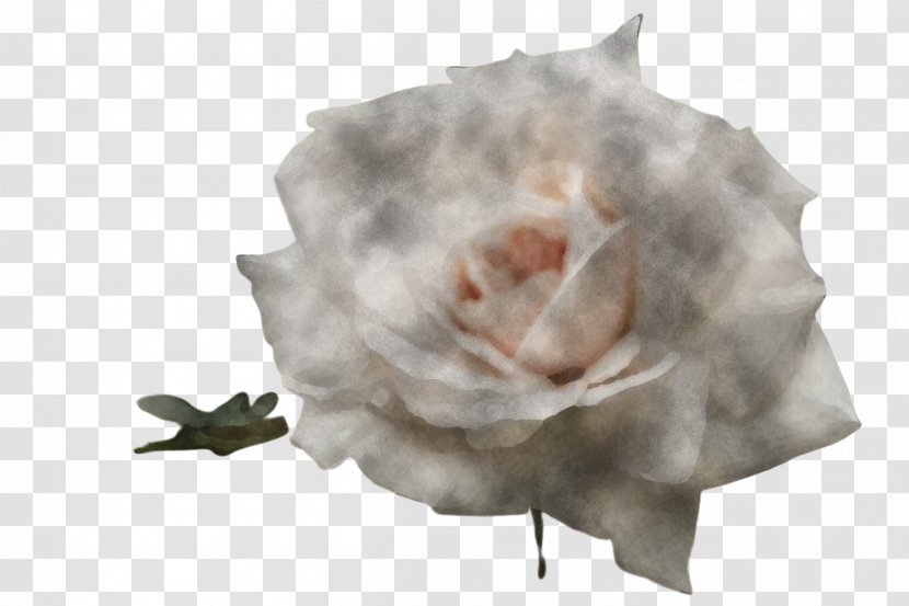 Rose - Fur Cut Flowers Transparent PNG