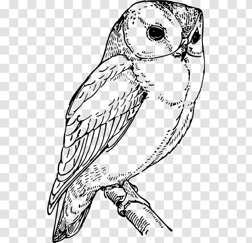 Barn Owl Drawing Coloring Book Clip Art - Monochrome Transparent PNG
