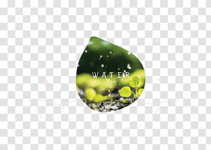 Water Organism Desktop Wallpaper Computer AboutUs.org - Green Transparent PNG