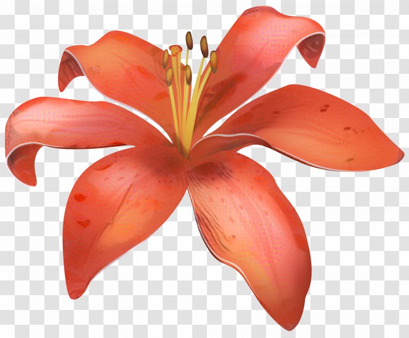Madonna Lily Clip Art Easter Flower - Orange - Frangipani Transparent PNG