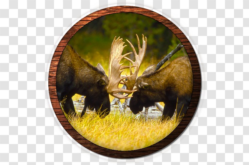Moose Gray Wolf Deer Elk Game Meat - Grizzly Bear Transparent PNG