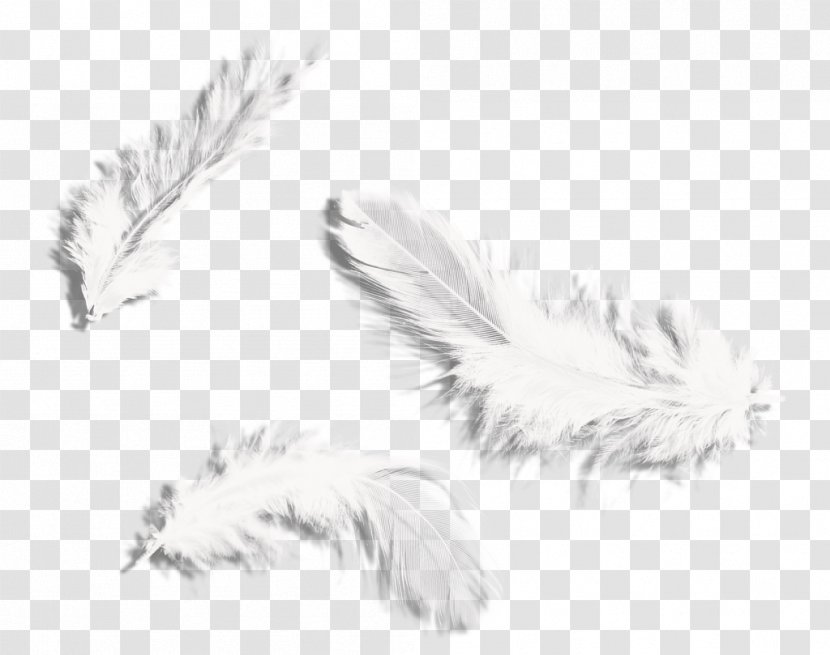 Centerblog Feather /m/02csf Des Chats Et Mots Cat - Monochrome Photography Transparent PNG