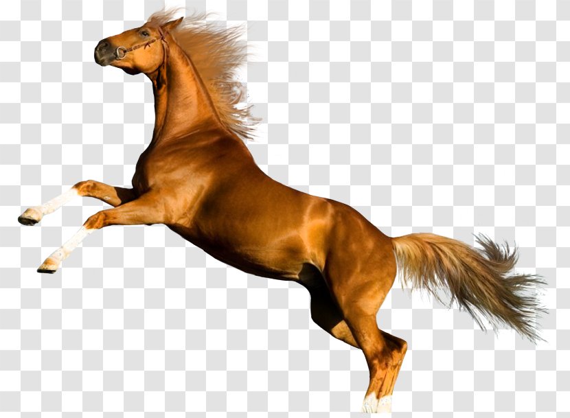 Horse Photography Desktop Wallpaper - Mustang Transparent PNG