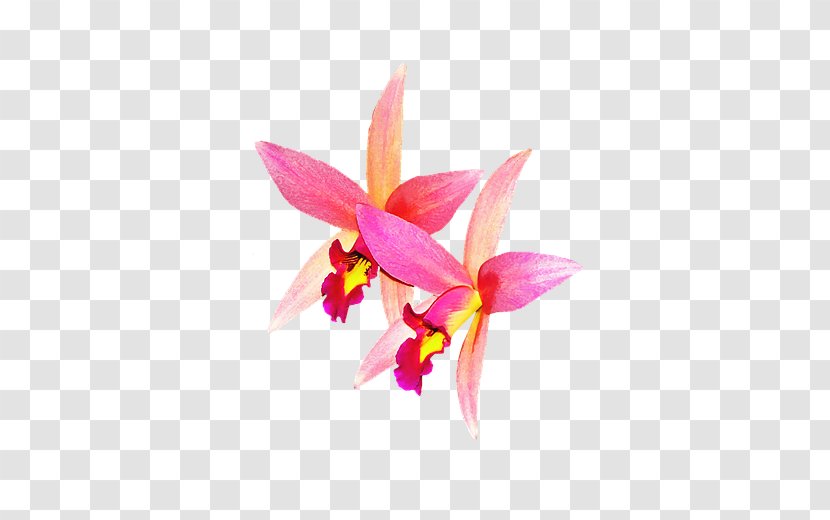 Cattleya Orchids Rose - Petal - Facelift Transparent PNG