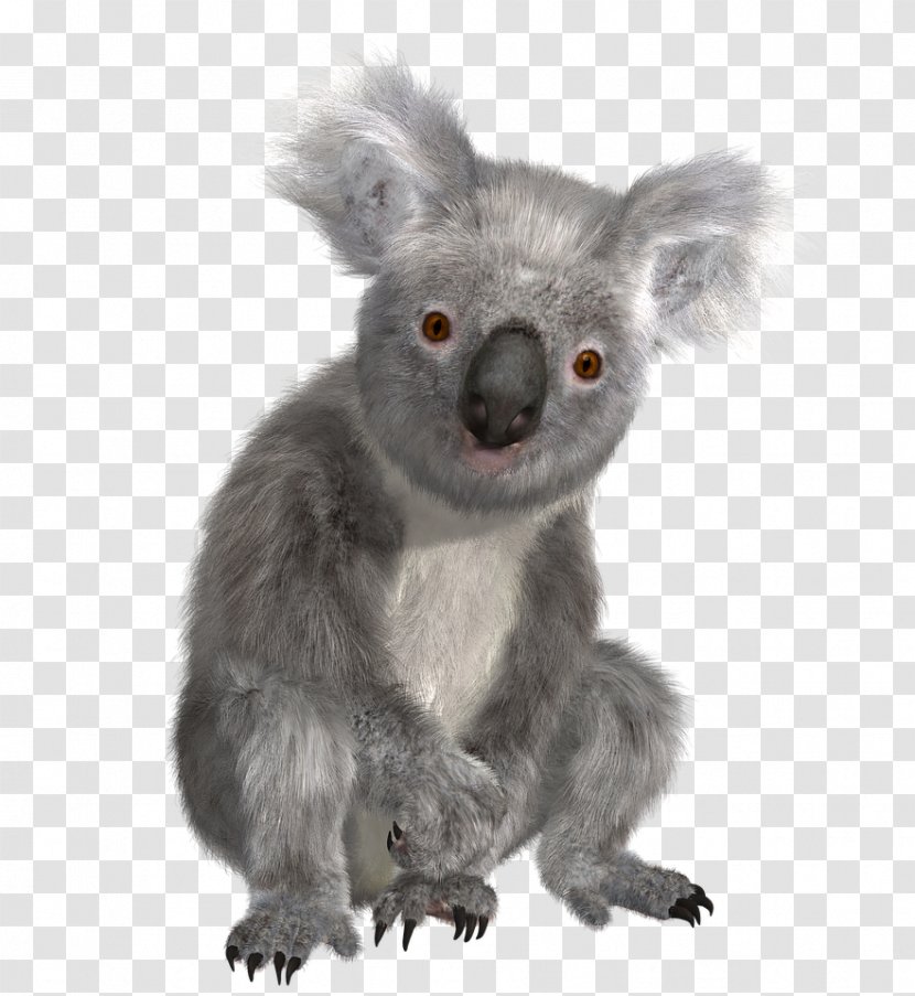 Australia Koala T-shirt Marsupial Bear - Aussie Transparent PNG