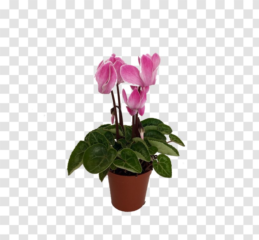 Cyclamen Flowerpot Houseplant - Purple - Flower Transparent PNG
