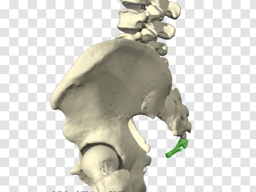 คลินิกกระดูกและข้อ สันป่าข่อยคลินิก Coccyx Coccydynia Bone Vertebral Column - Skull - General Knowledge Transparent PNG