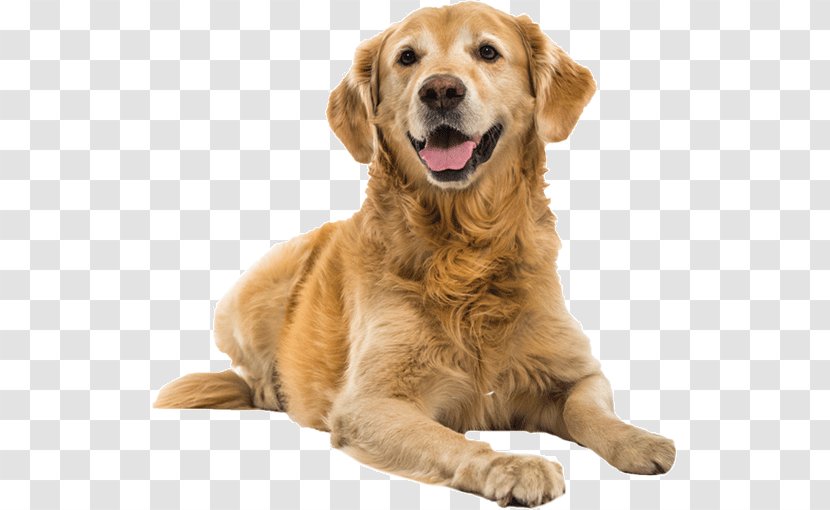 Golden Retriever Puppy Dog Training Shock Collar Toys Transparent PNG