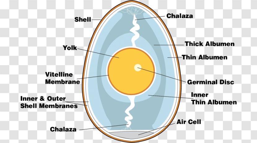 Chicken Boiled Egg Anatomy Eggshell - Poached - Hard Eggs Transparent PNG