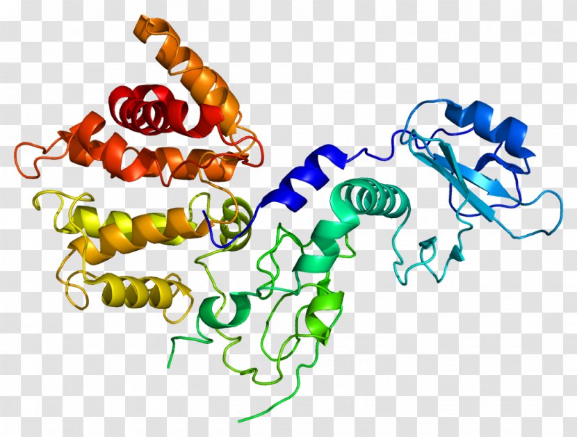 Chimerin 2 1 Protein Rac - Frame - Tree Transparent PNG