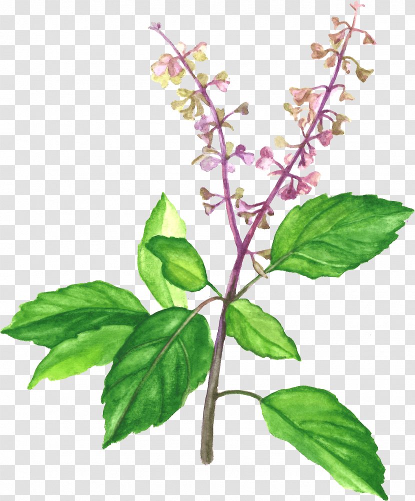 Holy Basil Herb Medicinal Plants Vegetarian Cuisine - Plant - Streamer Transparent PNG