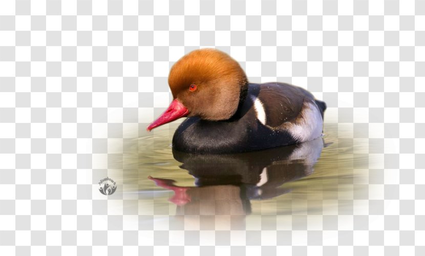 Duck Water Bird Photography Beak - Ua Transparent PNG