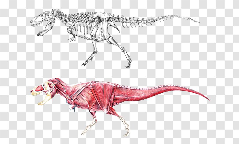 Tyrannosaurus Brachiosaurus Dinosaur Allosaurus Stegosaurus - Cartoon - Muscles Transparent PNG