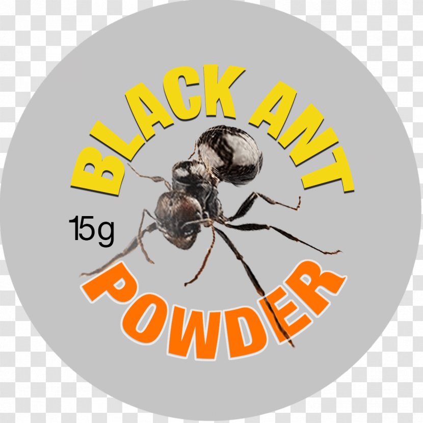 Bee Insect Ant Scorpion Entomophagy - Animal - Ants Transparent PNG
