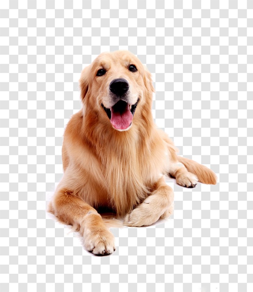 Golden Retriever Labrador Puppy - Dog Harness - Pet Transparent PNG