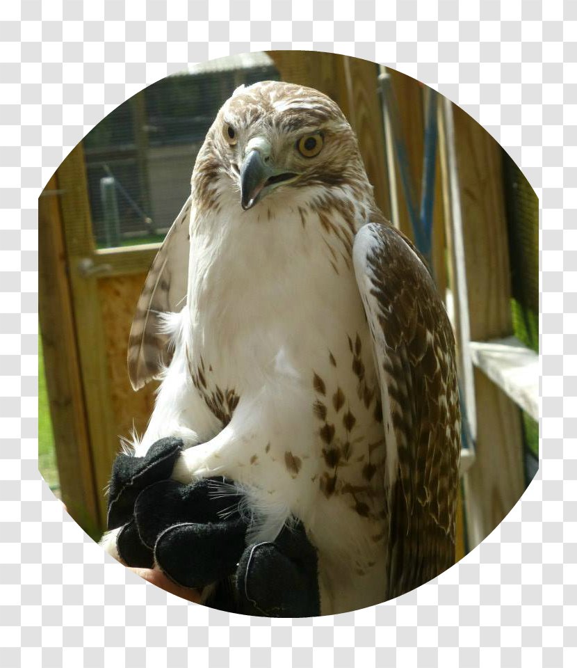 Red-tailed Hawk Buzzard Eagle Dan Woog -- GLBT Activist/speaker - Interstate 95 - Redtailed Transparent PNG