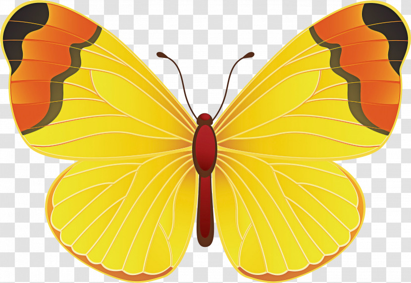 Butterflies Blog Yellow Cartoon Drawing Transparent PNG