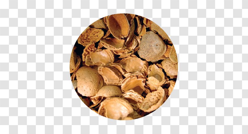 Hazelnut - Ingredient - Frutos Secos Transparent PNG