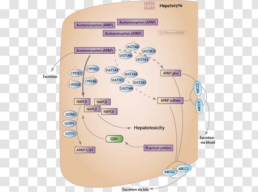 Acetaminophen Pharmacokinetics Propyphenazone/paracetamol/caffeine Dose Toxicity - Aspirin - Napqi Transparent PNG