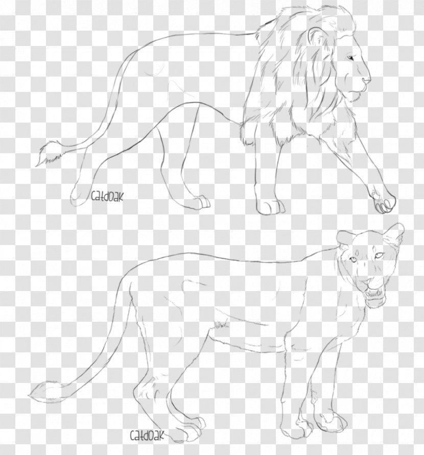 Lion Big Cat Whiskers Sketch - Cats Transparent PNG