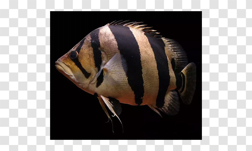 Siamese Tigerfish Datnioides Microlepis - Tiger Transparent PNG