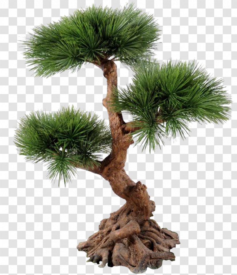 Conifers Download Trunk Tree - Pine - Root Transparent PNG