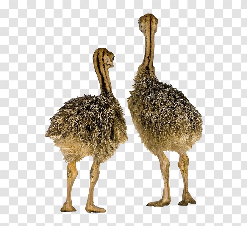 Common Ostrich Bird Incubator Chicken Emu - Flightless Transparent PNG